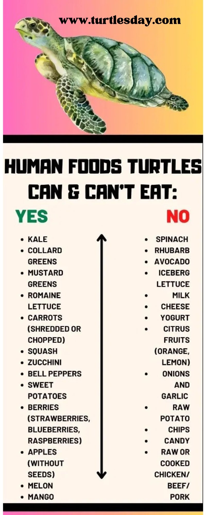 Turtles infographics