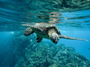 Read more about the article Do Turtles Have Scales? Unveiling the Intriguing Anatomy of the Most Fascinating Creature – The Scutes of the Turtle