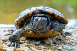 Read more about the article Do Turtles Have Claws? A Comprehensive Guide to Turtle Anatomy and Adaptations