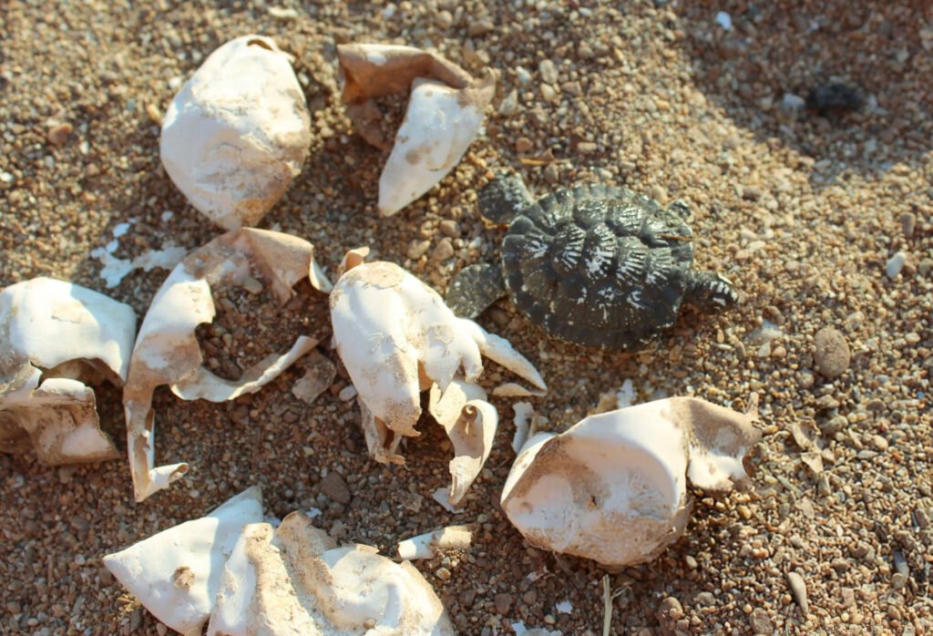 Can a Turtle Survive Without a Shell?