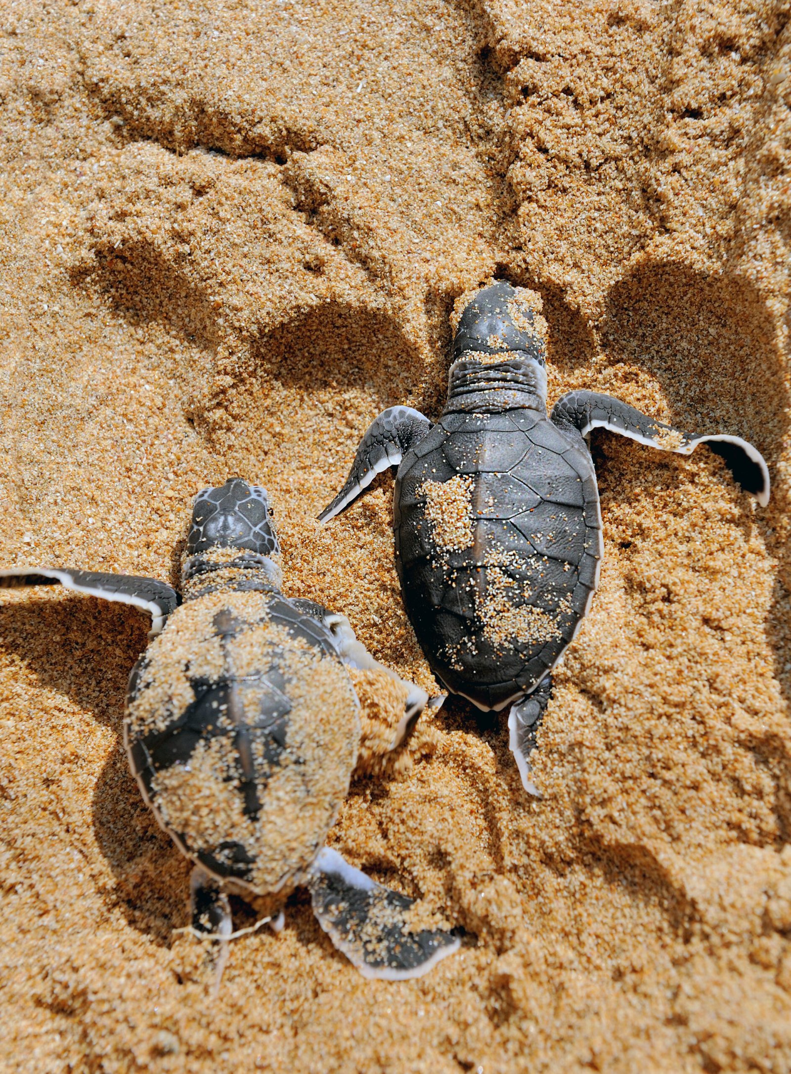 Read more about the article 10 Incredible Turtle Facts You Didn’t Know (That Will Surprise You)